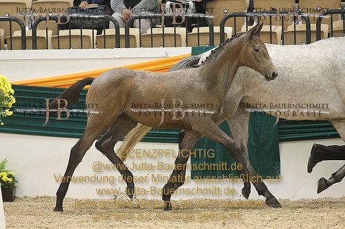 Preview 14-THM-F-Herbstroeschen_JB_04366.JPG