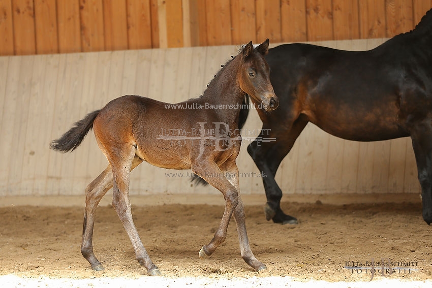 Preview 16-ZStEBY-Fohlen_JB_54706.JPG