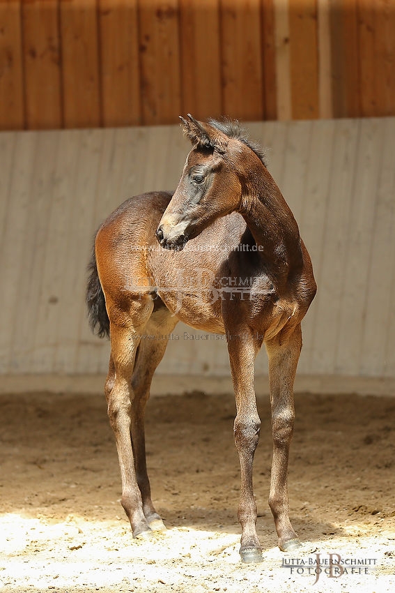 Preview 16-ZStEBY-Fohlen_JB_54707.JPG