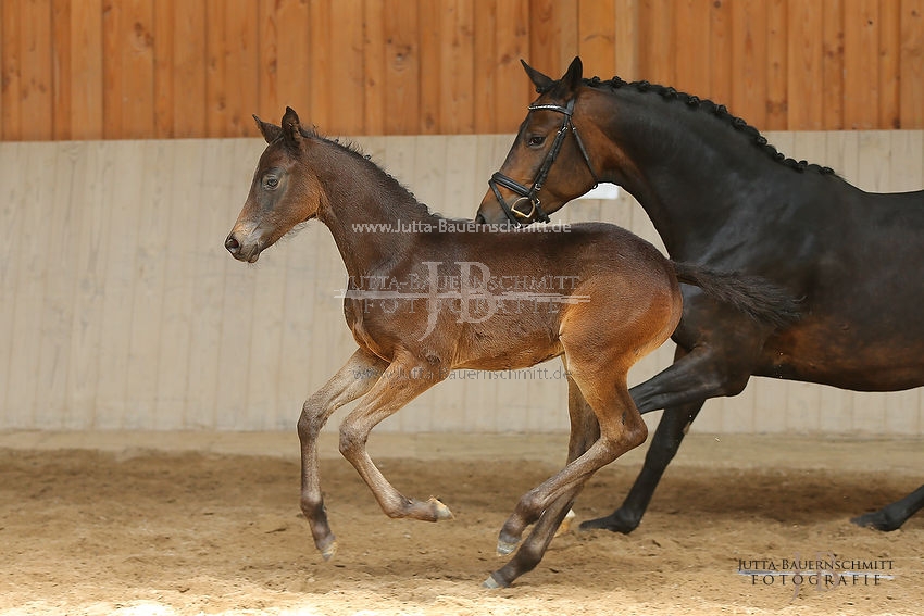 Preview 16-ZStEBY-Fohlen_JB_54722.JPG