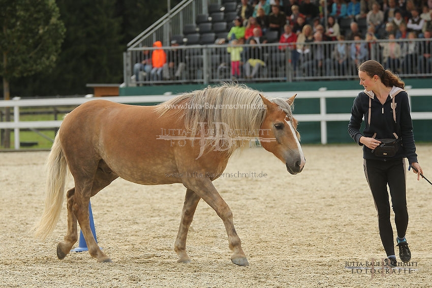 Preview 16-SchauA-Freiheitsdressur_JB_64810.JPG