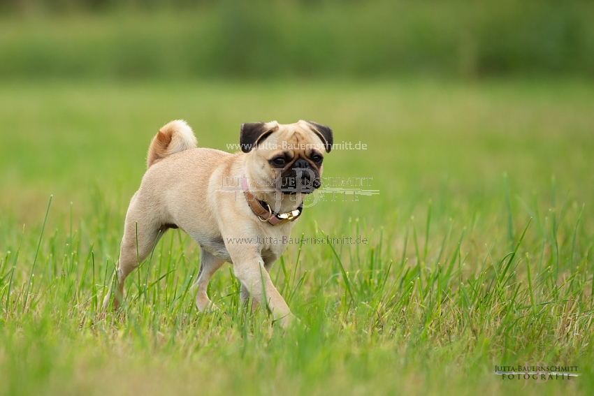 Preview 18-Mops_JB_93983.jpg