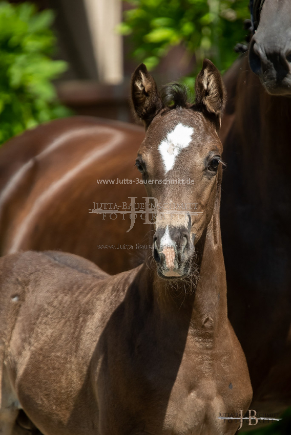 Preview 20-FBy-07_HerbstkrossantS_JB_08676.jpg