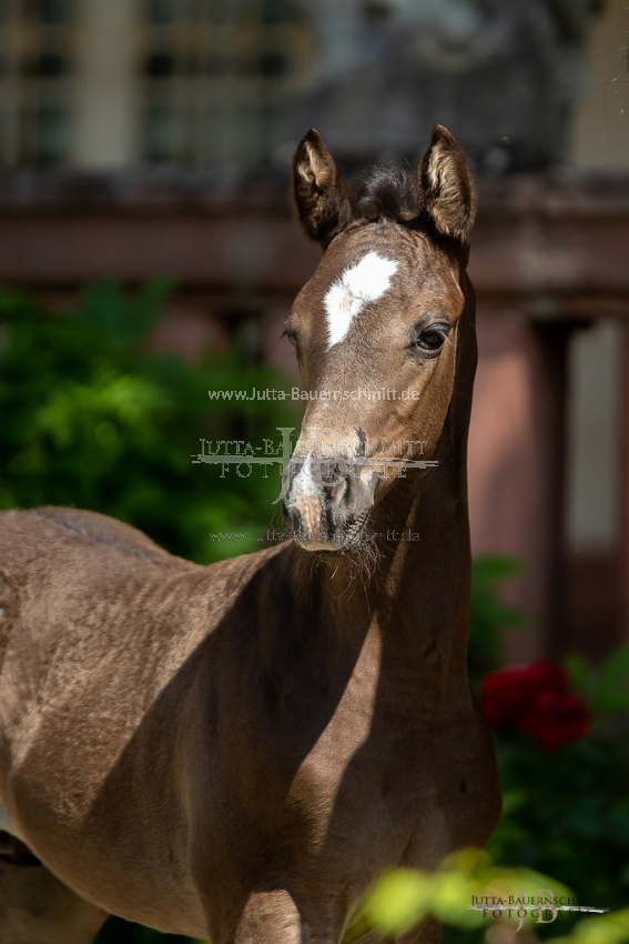 Preview 20-FBy-07_HerbstkrossantS_JB_08692.jpg