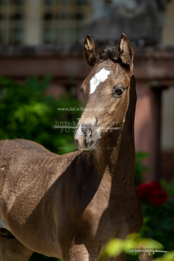 Preview 20-FBy-07_HerbstkrossantS_JB_08693.jpg