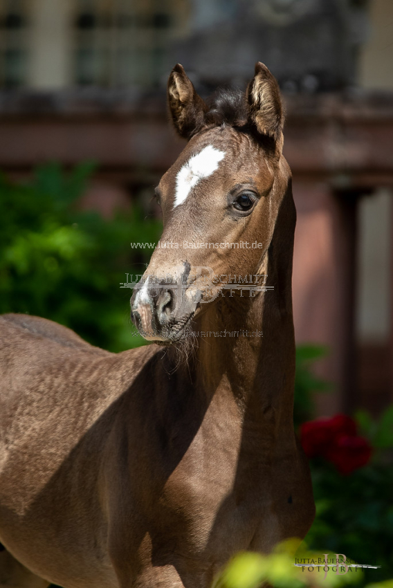 Preview 20-FBy-07_HerbstkrossantS_JB_08694.jpg