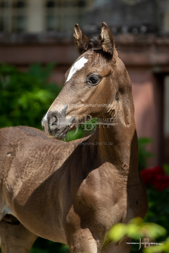 Preview 20-FBy-07_HerbstkrossantS_JB_08696.jpg