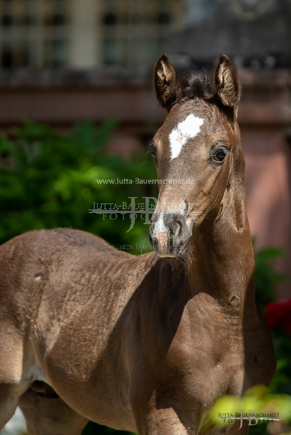 Preview 20-FBy-07_HerbstkrossantS_JB_08700.jpg