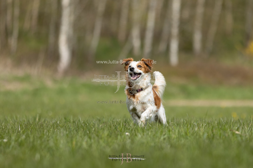 Preview 21-wedog-Hunde-_JB_02451.jpg