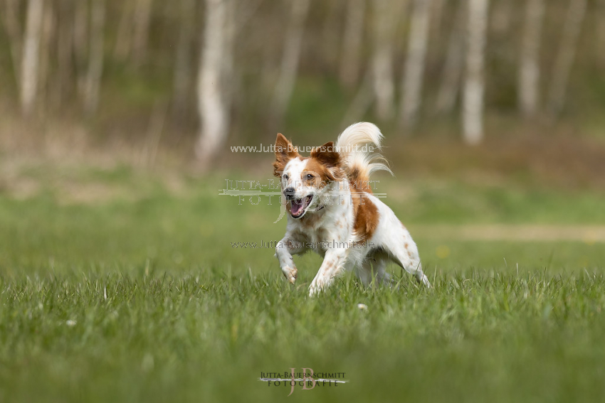 Preview 21-wedog-Hunde-_JB_02452.jpg