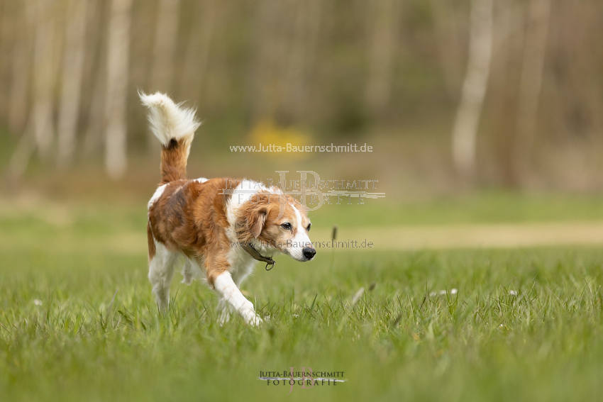 Preview 21-wedog-Hunde-_JB_02464.jpg