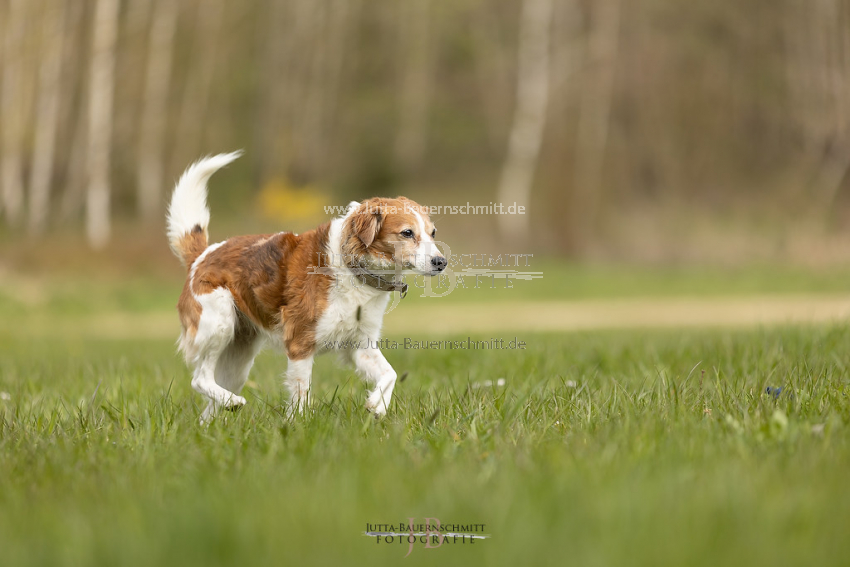 Preview 21-wedog-Hunde-_JB_02466.jpg