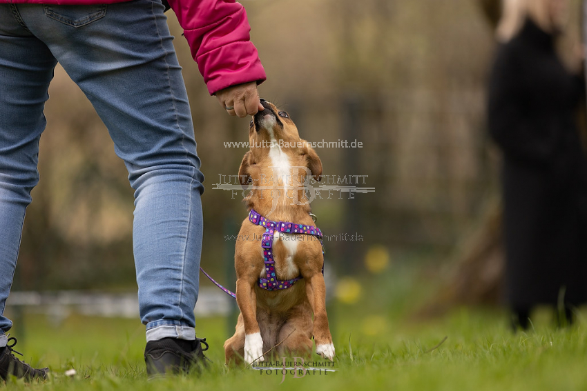 Preview 21-wedog-Hunde_JB_01808.jpg