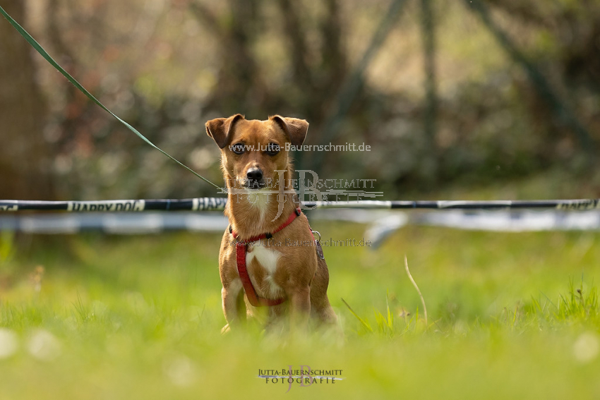 Preview 21-wedog-Hunde_JB_01883.jpg