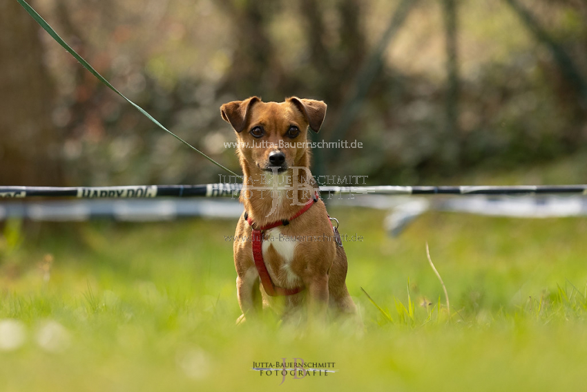 Preview 21-wedog-Hunde_JB_01884.jpg