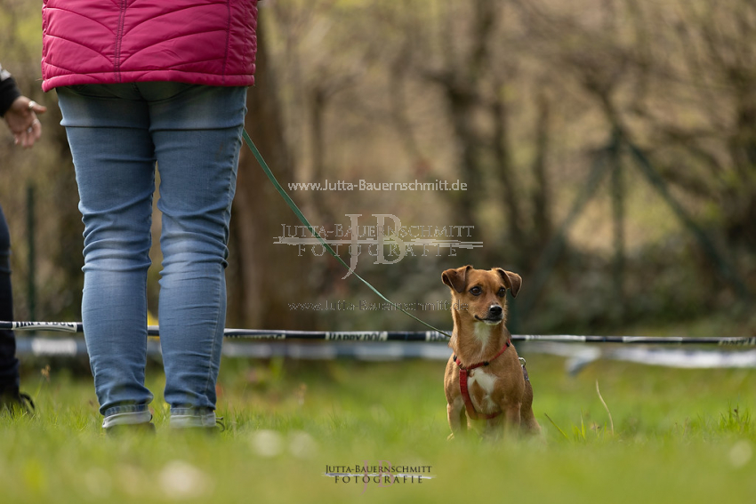 Preview 21-wedog-Hunde_JB_01890.jpg