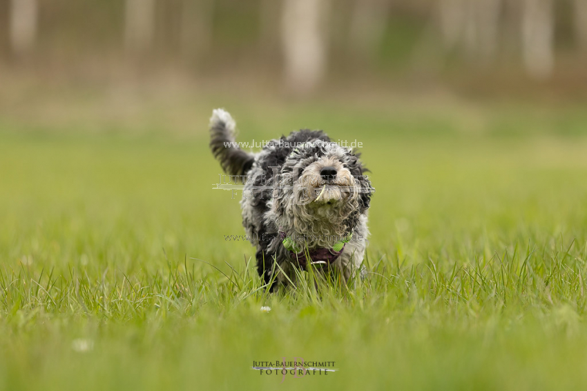 Preview 21-wedog-Hunde_JB_02274.jpg