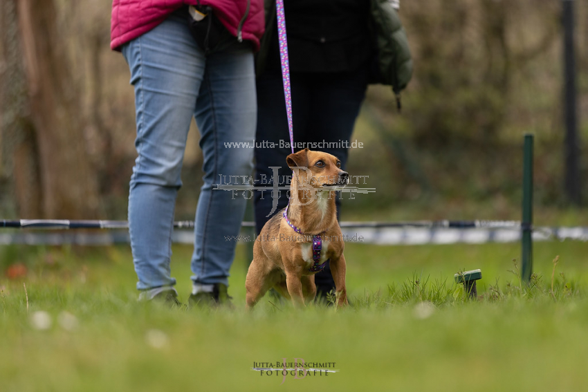 Preview 21-wedog-Longieren_1_JB_01816.jpg