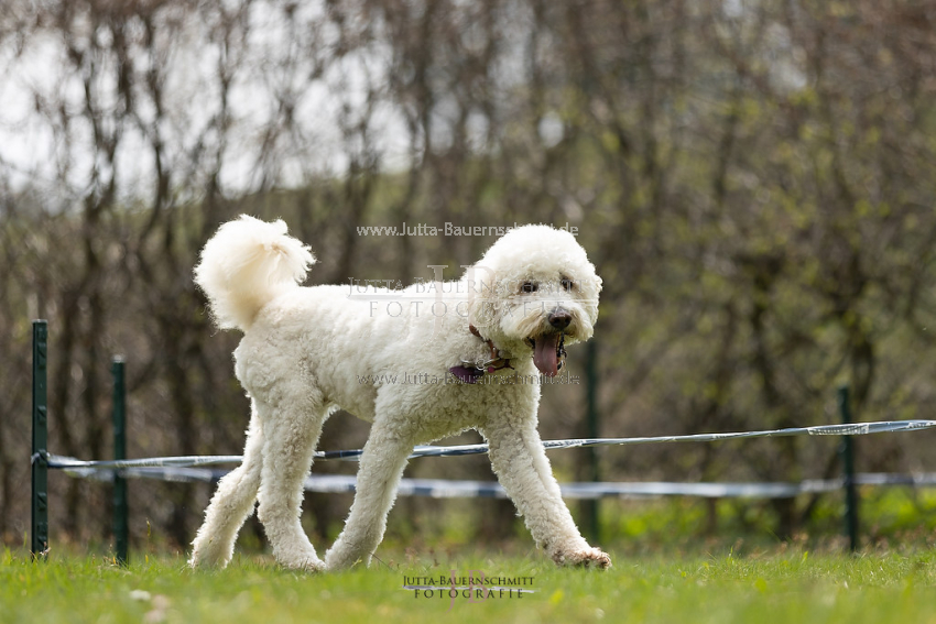 Preview 21-wedog-Longieren_3_JB_02078.jpg