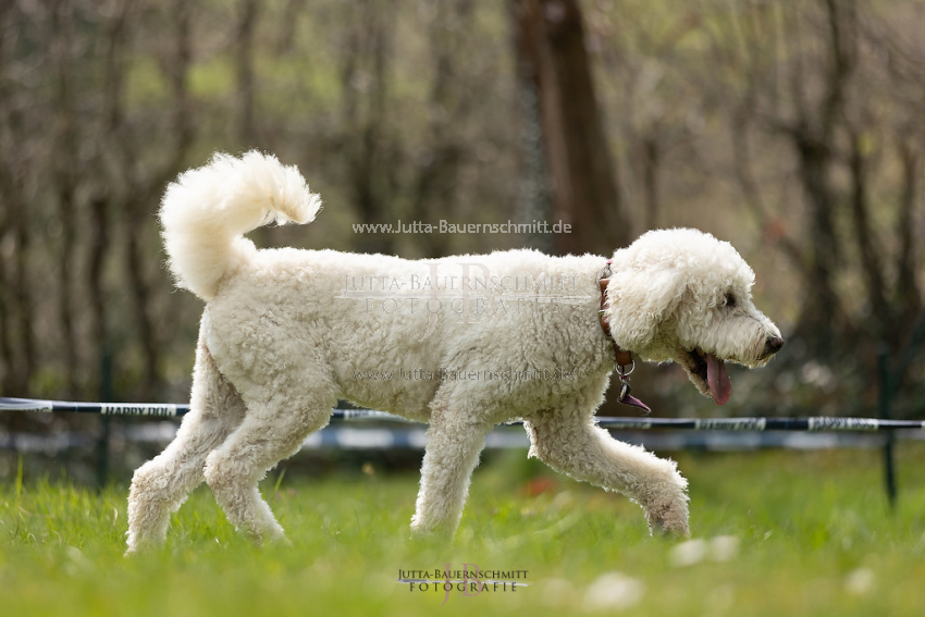 Preview 21-wedog-Longieren_3_JB_02083.jpg