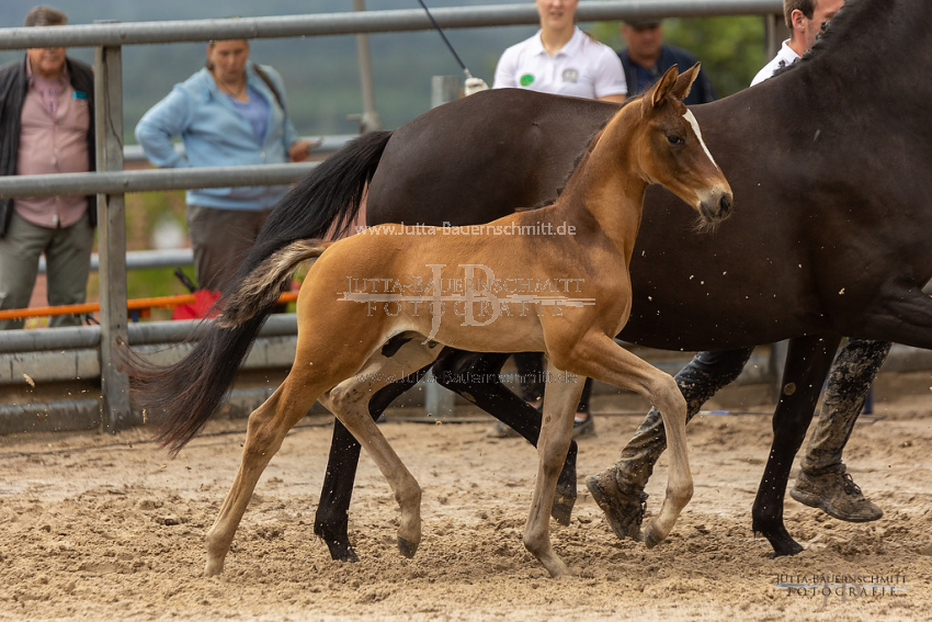 Preview 21-Hoerstein-HF-37_JB_07046.jpg