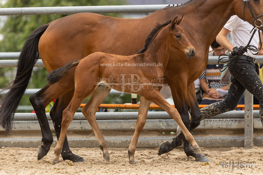 Preview 21-Hoerstein-HF-39_JB_07193.jpg