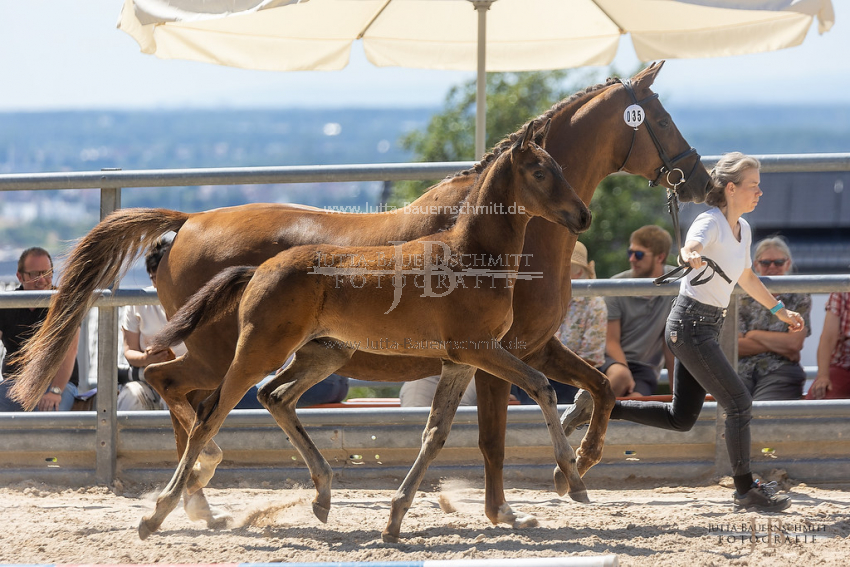 Preview 22-Hoerstein-R4-35-HF_JB_83835.jpg