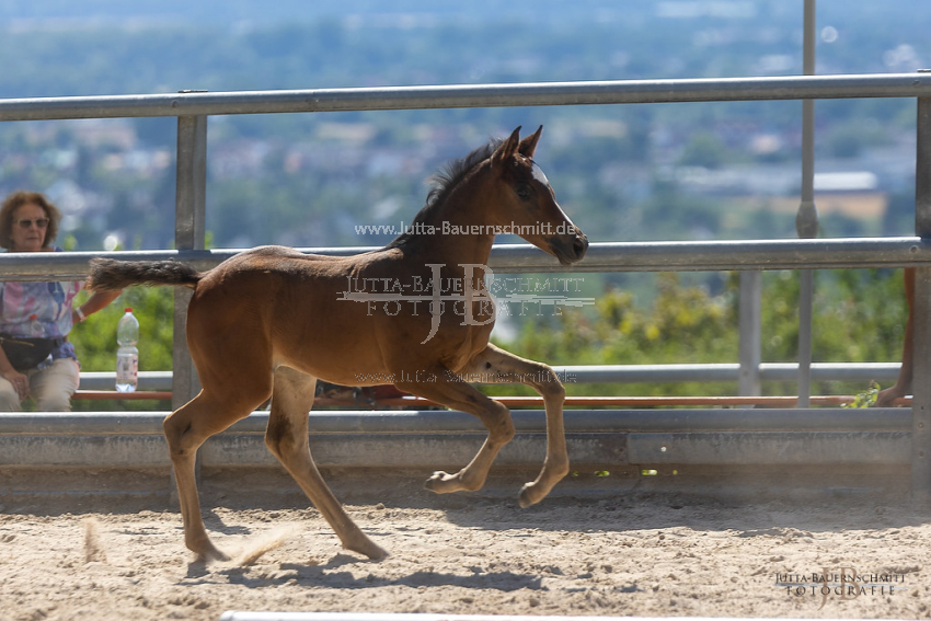 Preview 22-Hoerstein-R4-42-HF_JB_84609.jpg