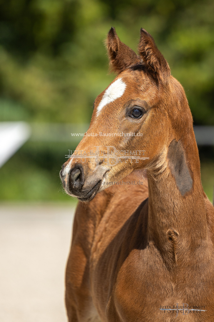 Preview 23_03-Herrenberg_JB_08496.jpg