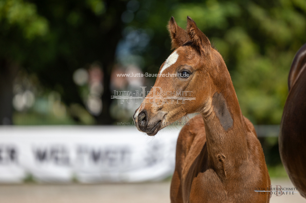 Preview 23_03-Herrenberg_JB_08504.jpg