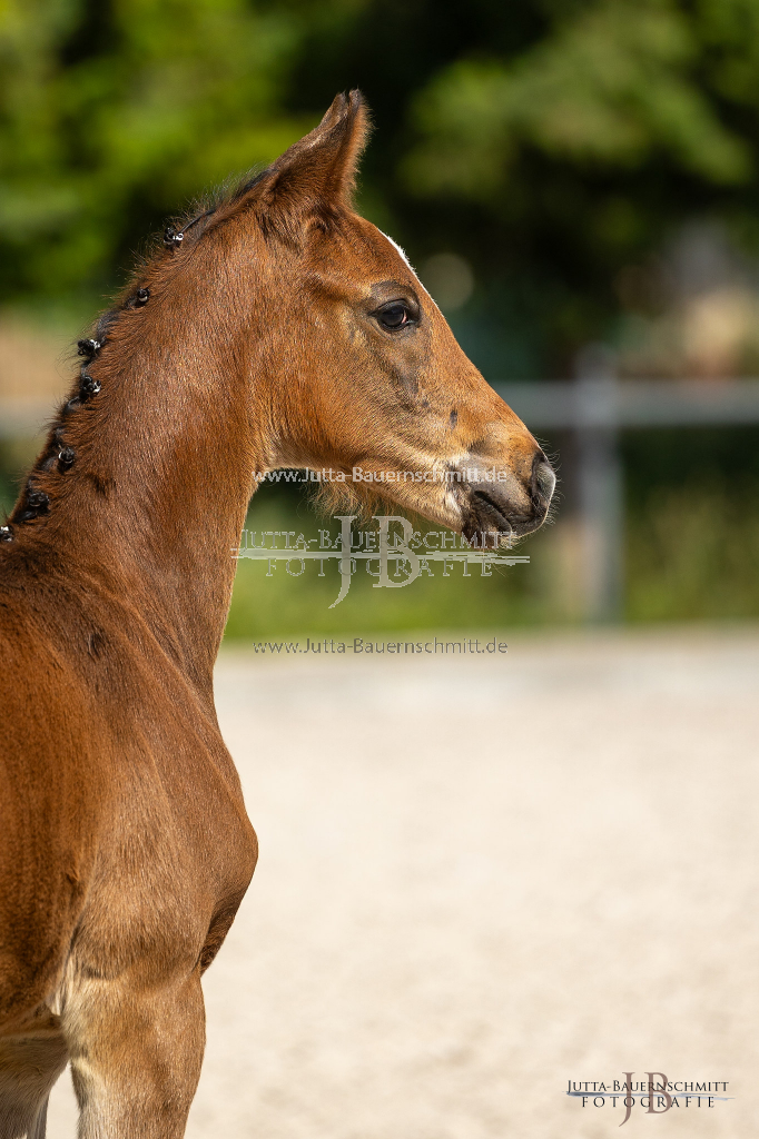 Preview 23_03-Herrenberg_JB_08519.jpg