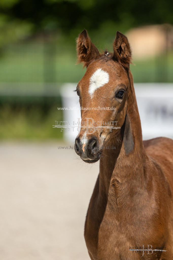 Preview 23_03-Herrenberg_JB_08540.jpg