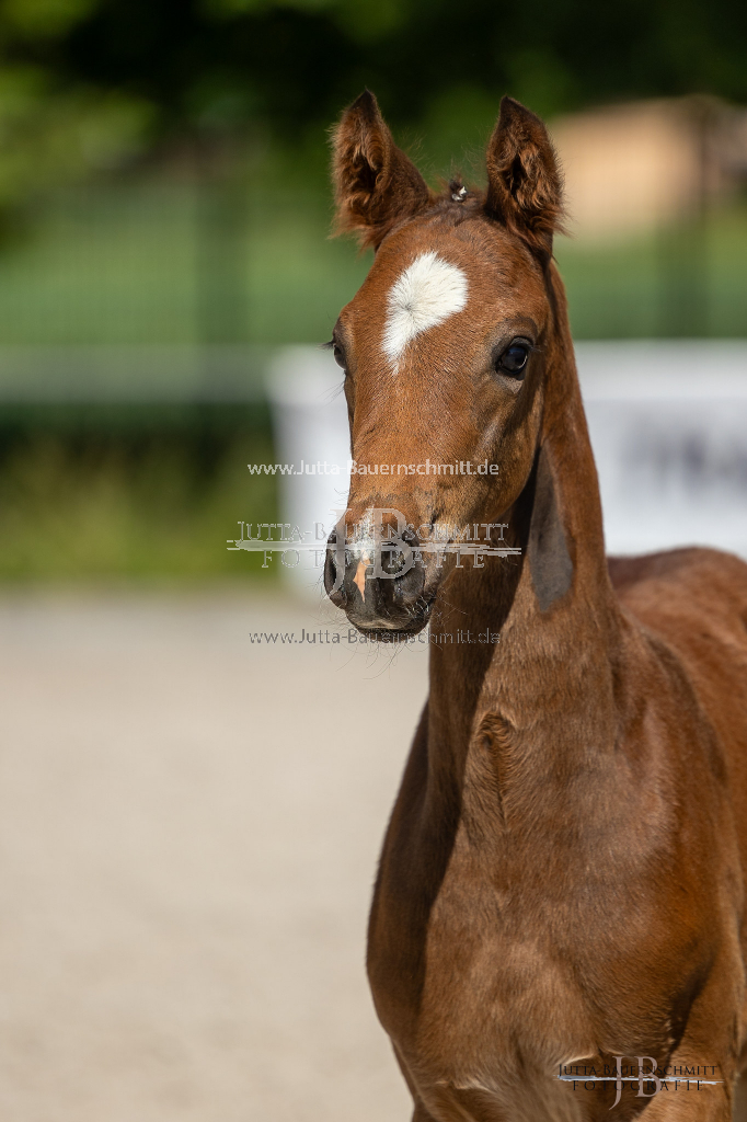 Preview 23_03-Herrenberg_JB_08541.jpg