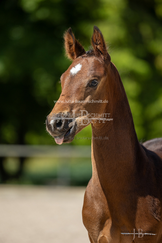 Preview 23_04-Herrenberg_JB_08988.jpg