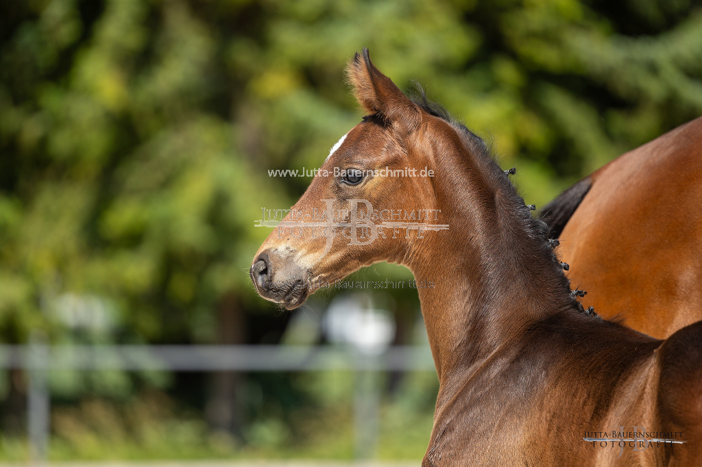 Preview 23_04-Herrenberg_JB_09004.jpg