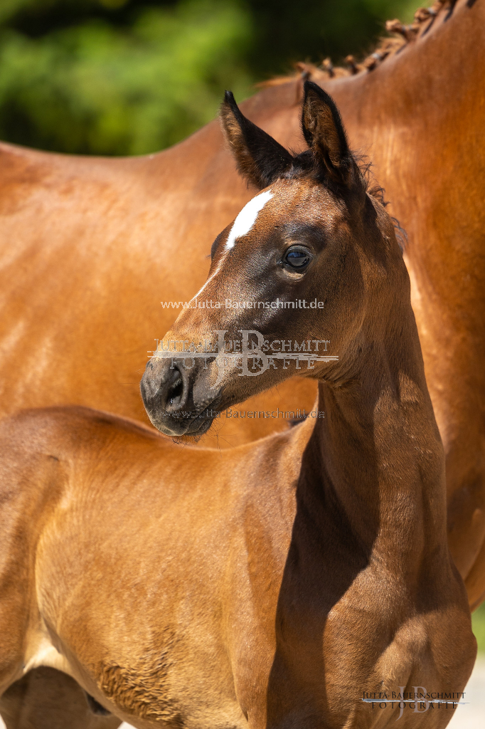 Preview 23_06-Herrenberg_JB_09426.jpg