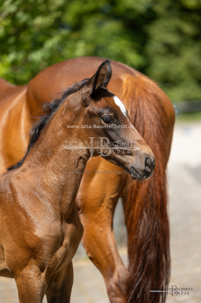 Preview 23_06-Herrenberg_JB_09526.jpg