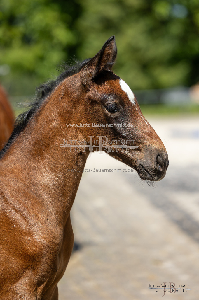 Preview 23_06-Herrenberg_JB_09535.jpg