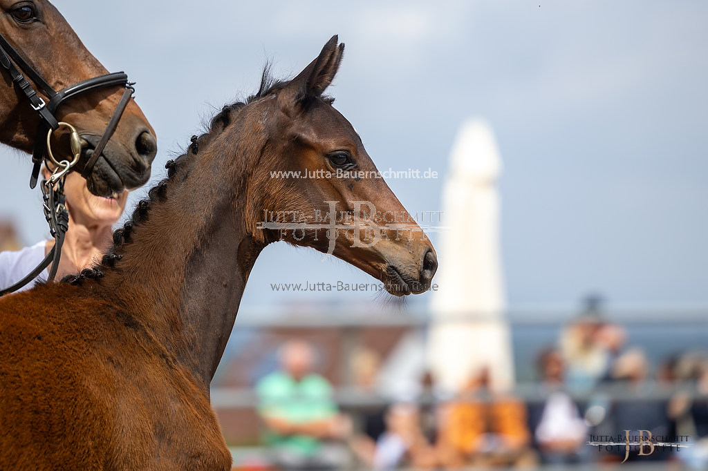 Preview 23-Hoerstein-SF-2_12_JB_05058.jpg