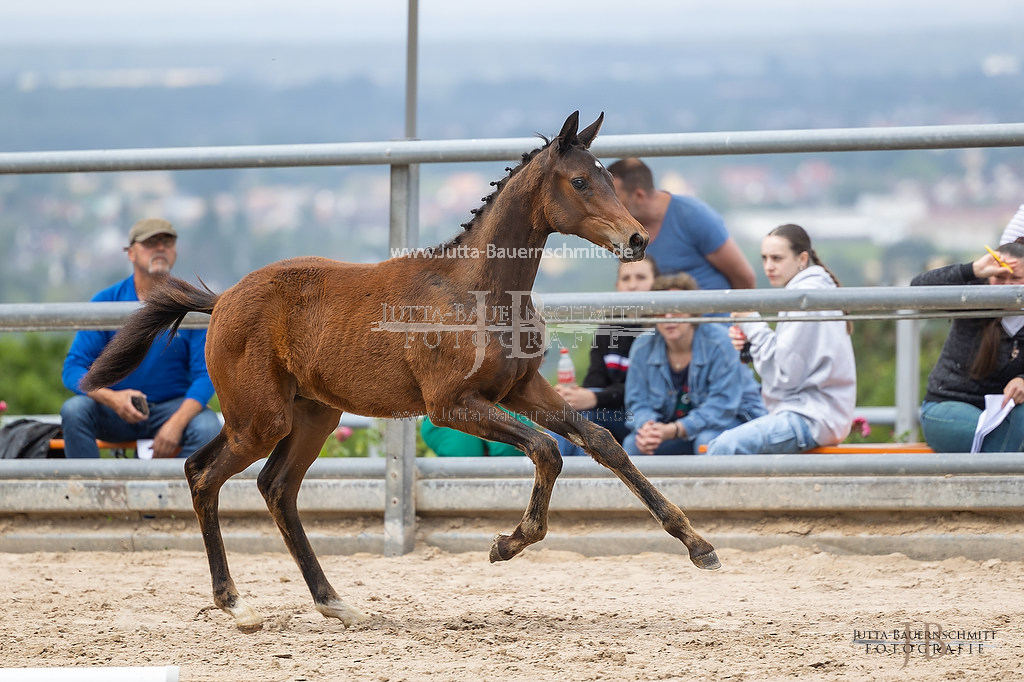 Preview 23-Hoerstein-SF-2_12_JB_05083.jpg