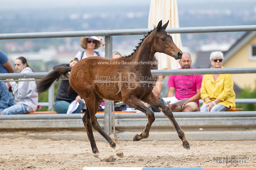 Preview 23-Hoerstein-SF-2_12_JB_05092.jpg