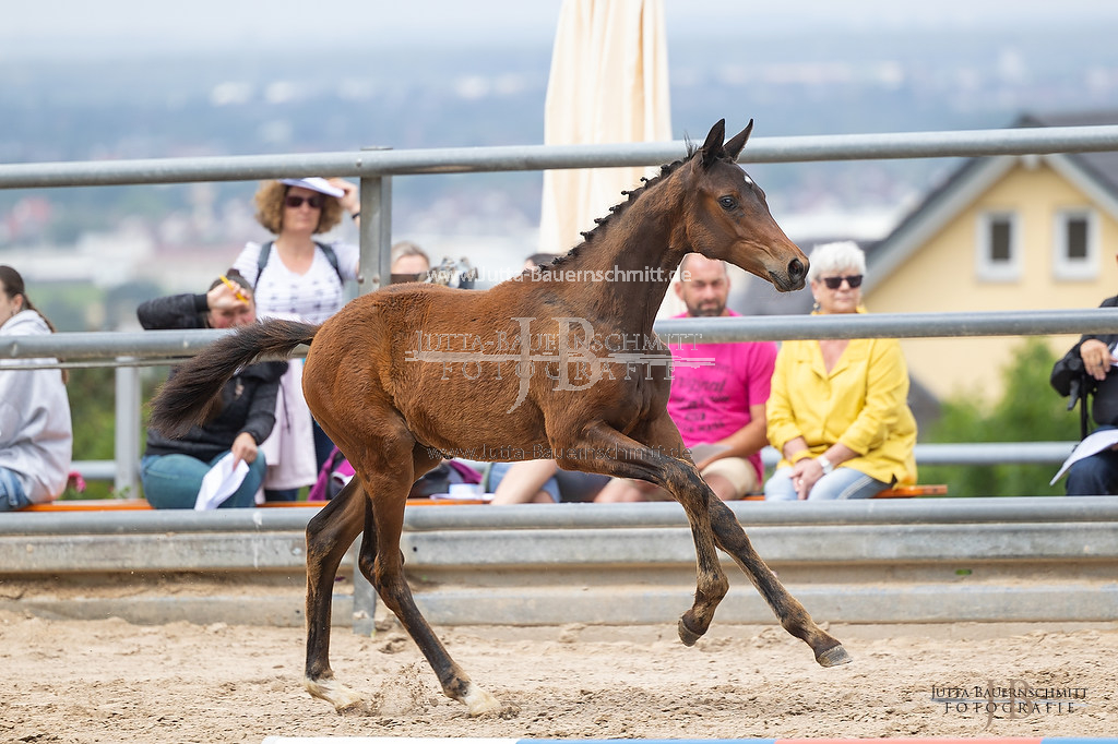 Preview 23-Hoerstein-SF-2_12_JB_05093.jpg