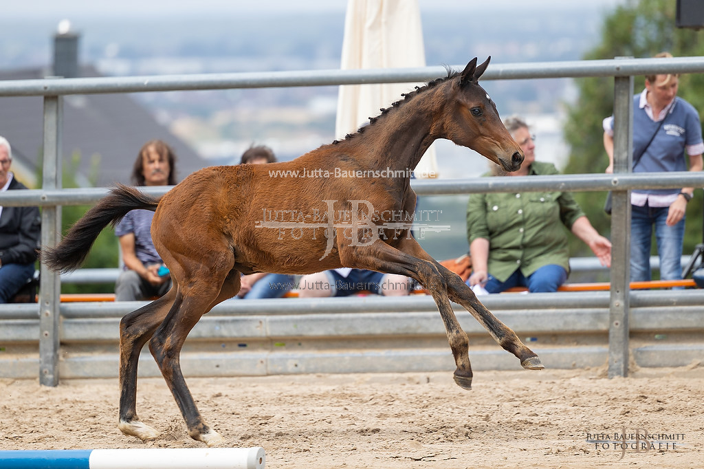 Preview 23-Hoerstein-SF-2_12_JB_05103.jpg