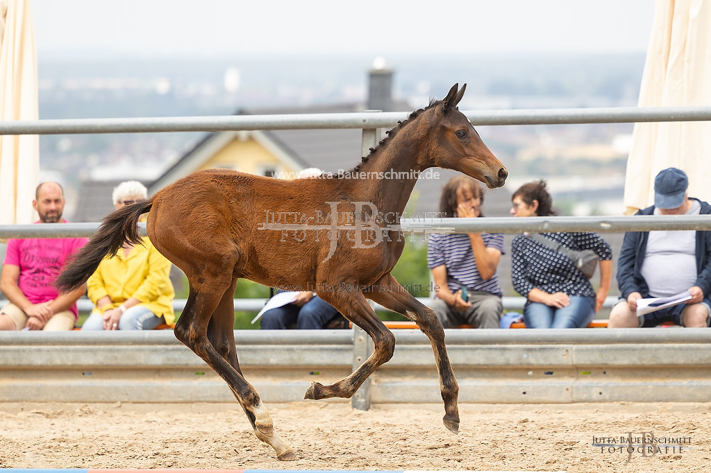 Preview 23-Hoerstein-SF-2_12_JB_05155.jpg