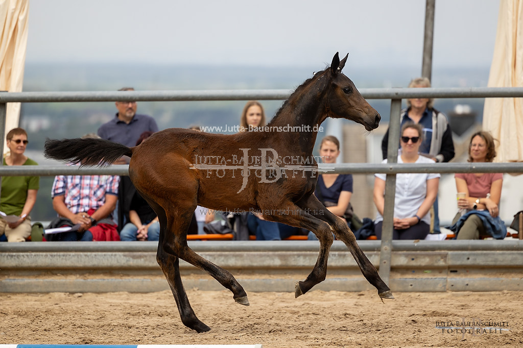 Preview 23-Hoerstein-SF-2_13_JB_05345.jpg