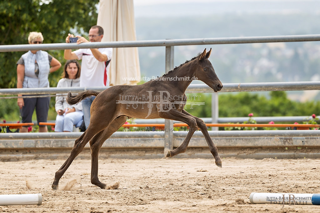 Preview 23-Hoerstein-HF-4_36_JB_08793.jpg