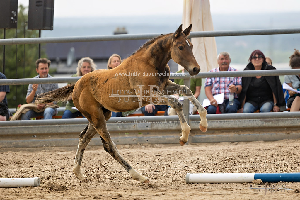 Preview 23-Hoerstein-HF-4_38_JB_09036.jpg