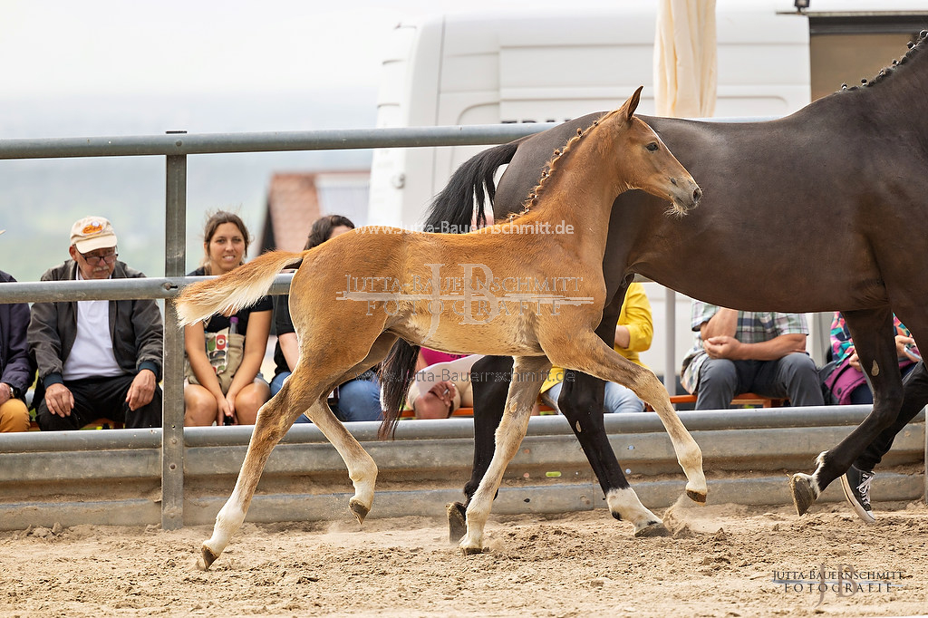 Preview 23-Hoerstein-HF-4_43_JB_10016.jpg