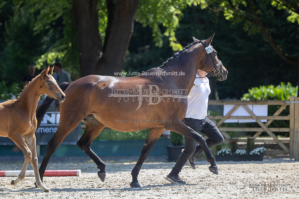 Preview web_23-LSSHessen-4_Koenigsprimel_JB_06315.jpg