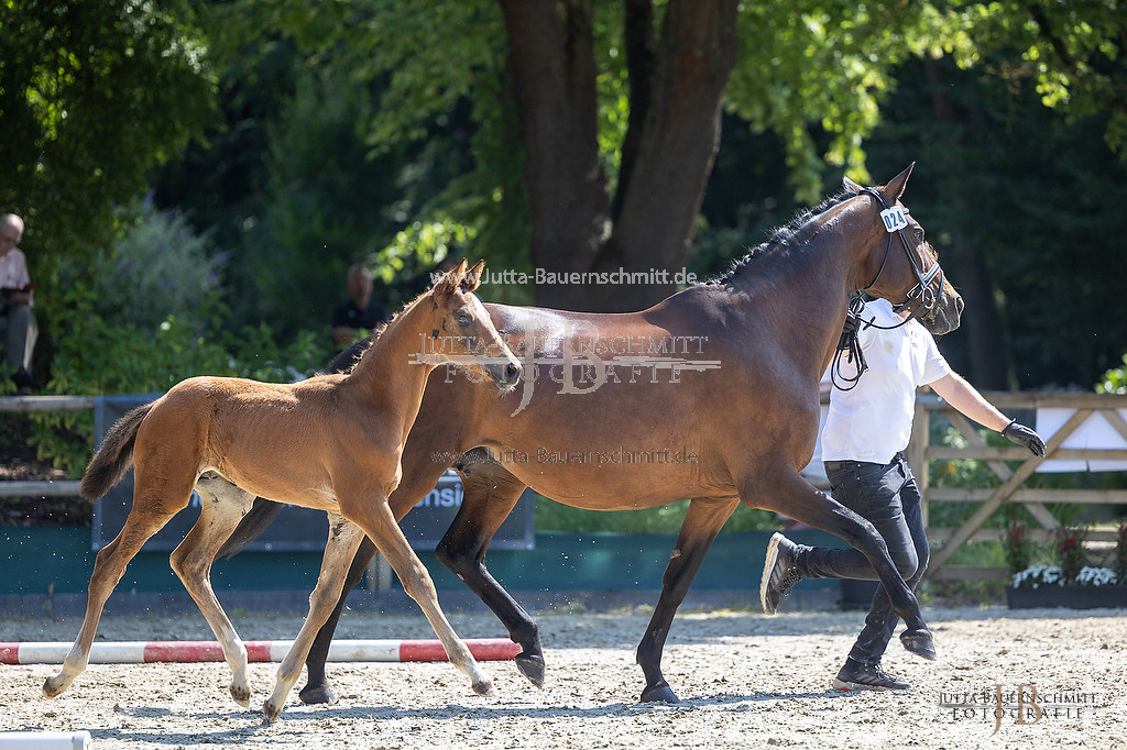 Preview web_23-LSSHessen-4_Koenigsprimel_JB_06334.jpg